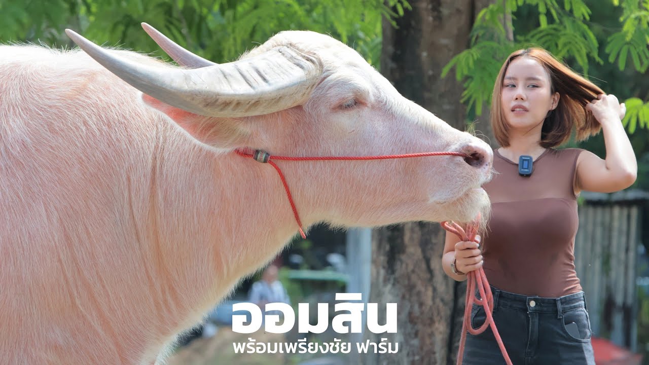 เปิดกรุ สุดยอดพ่อพันธุ์เผือก มูลค่ามากกว่า 10 ล้าน เจ้าออมสิน ควายงามเมืองนครนายก อัพเดทล่าสุดวันนี้