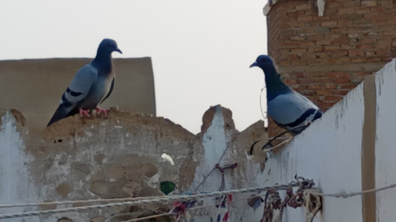 New Series. S1 E8 . Birds 🐦 activity on our roof top Sunday 18.01.2026.