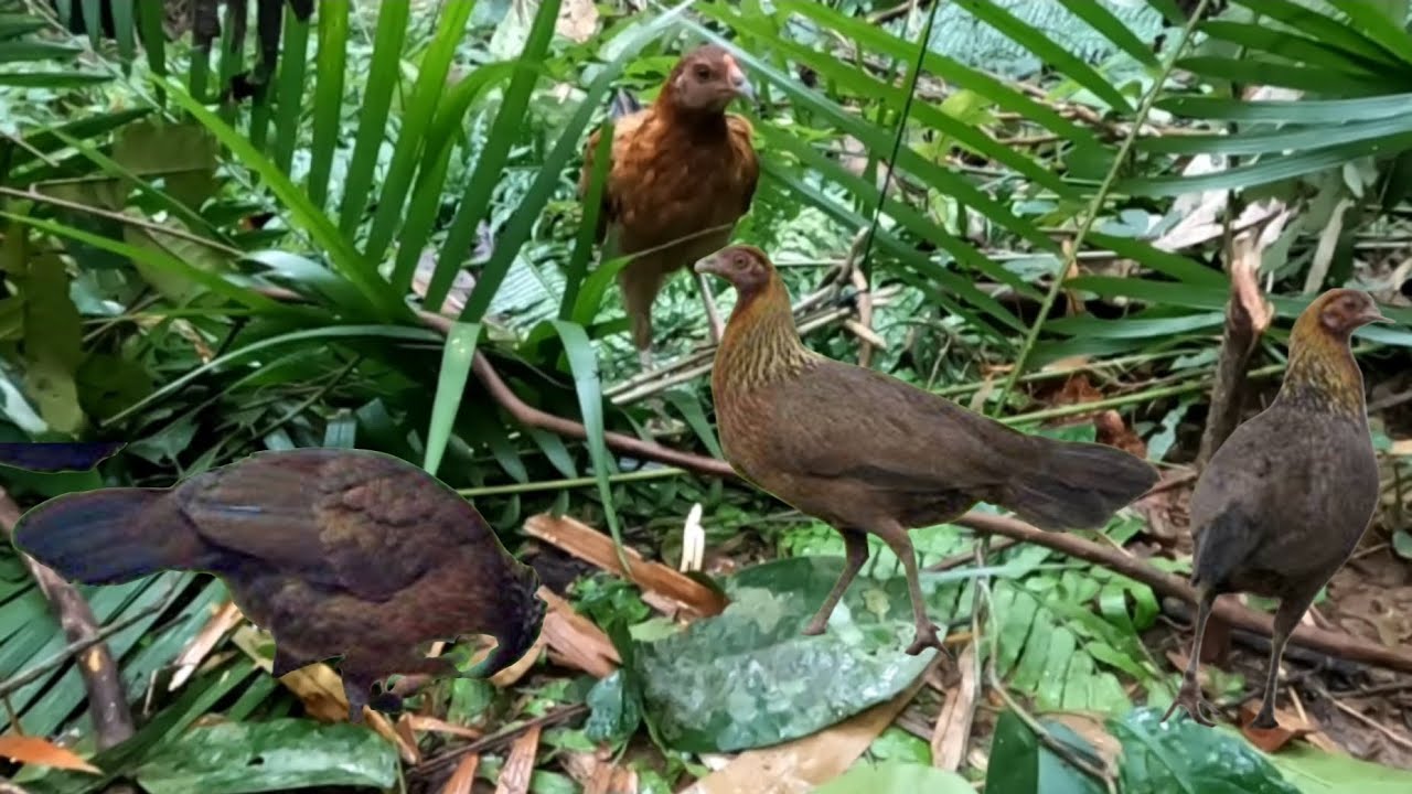 Survival Skills Unique Wild Chicken Trap in the Forest