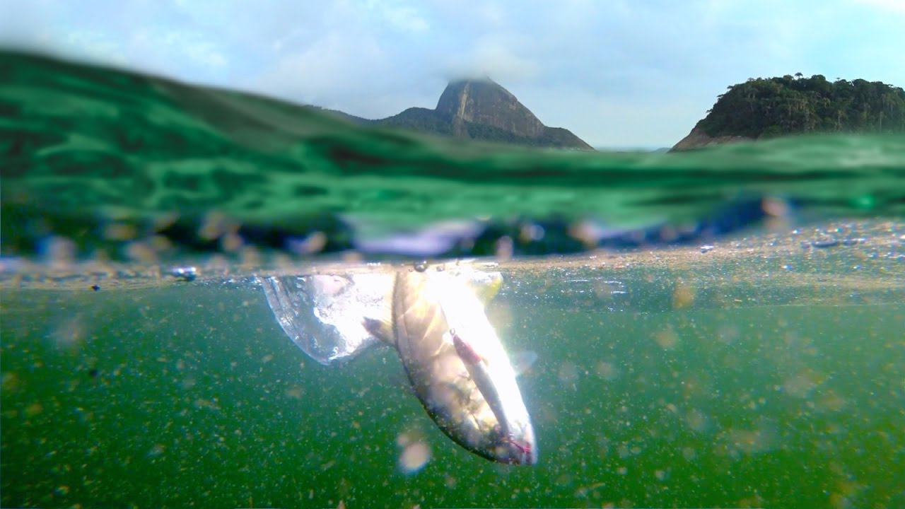 Xar&eacute;u na Ilha de Cotunduba saindo da Praia Vermelha - Pescaria de Caiaque