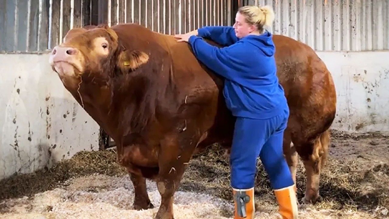 Massive Bull Still Thinks He&rsquo;s a Baby and Loves Cuddles