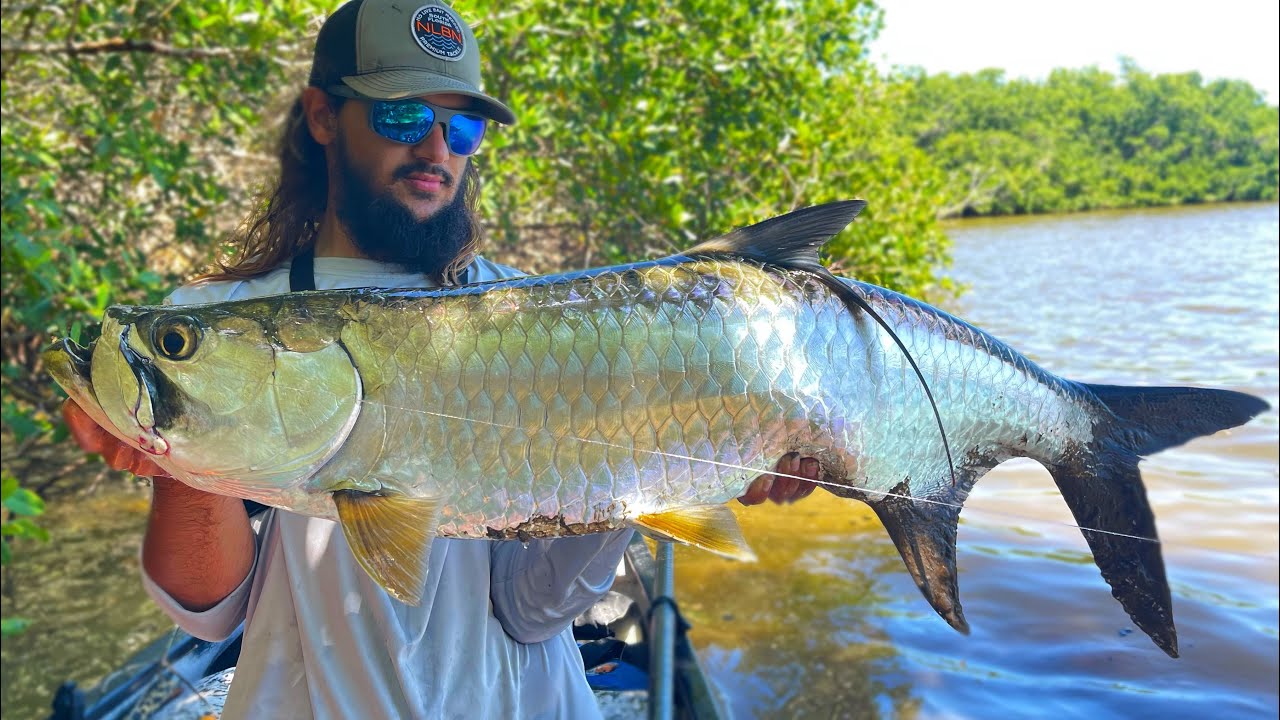 Fishing for BIG TARPON in the Mangroves