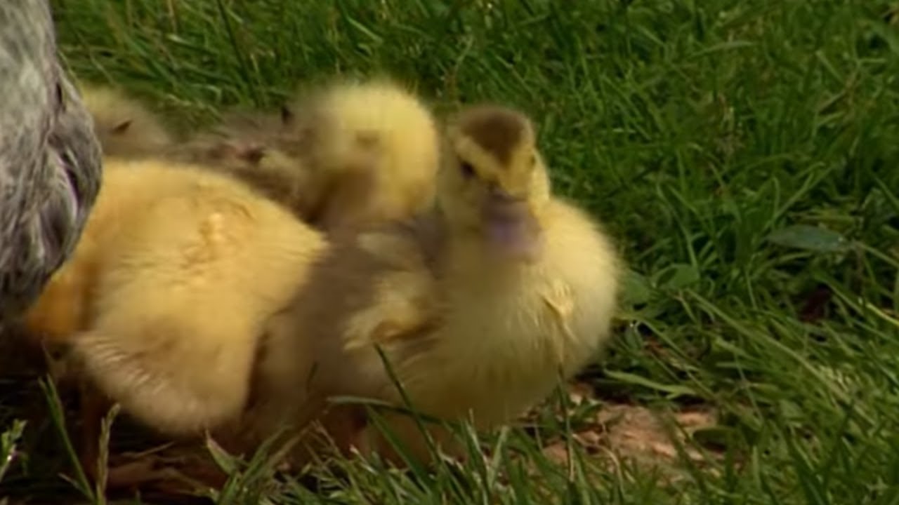 Les fermes d'autrefois - le canard