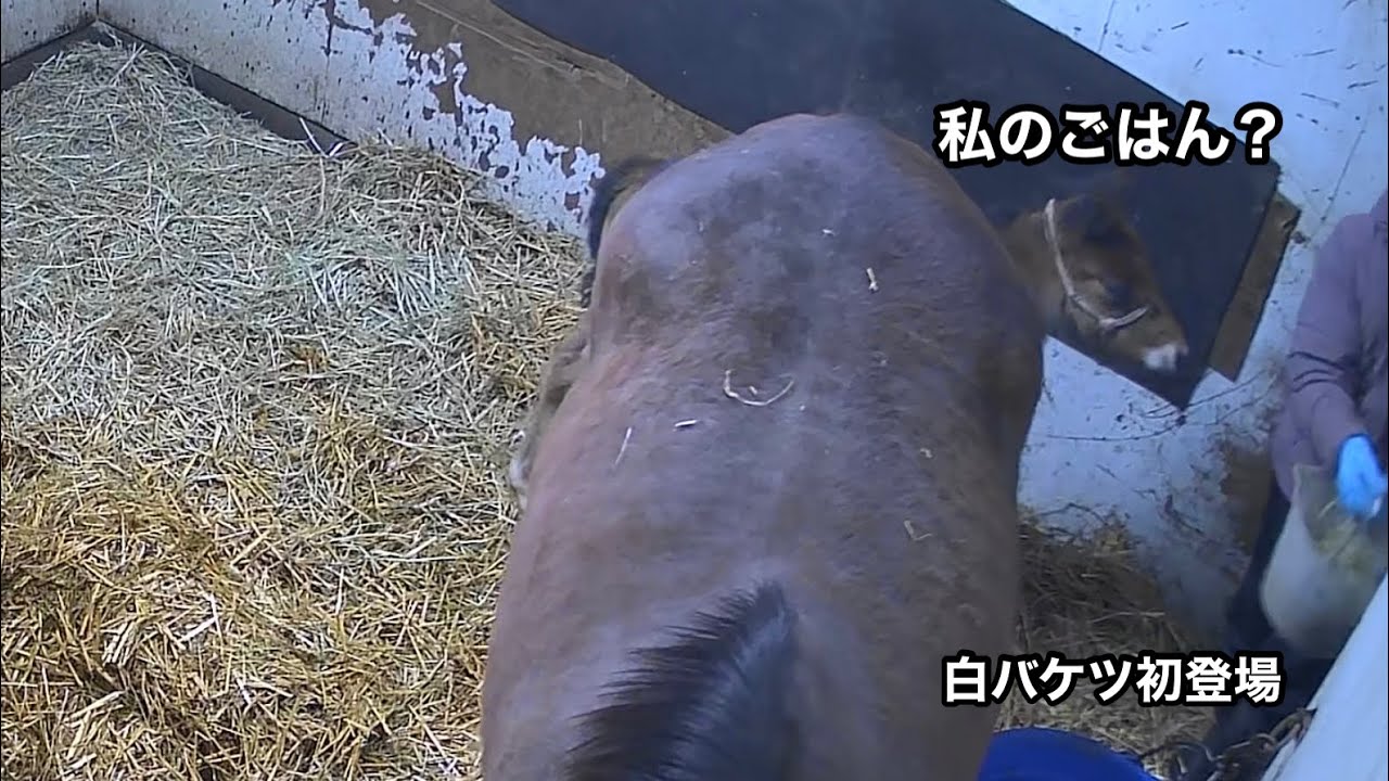 まめちゃんが自分専用ごはんデビュー(スカーレットテイルの23)