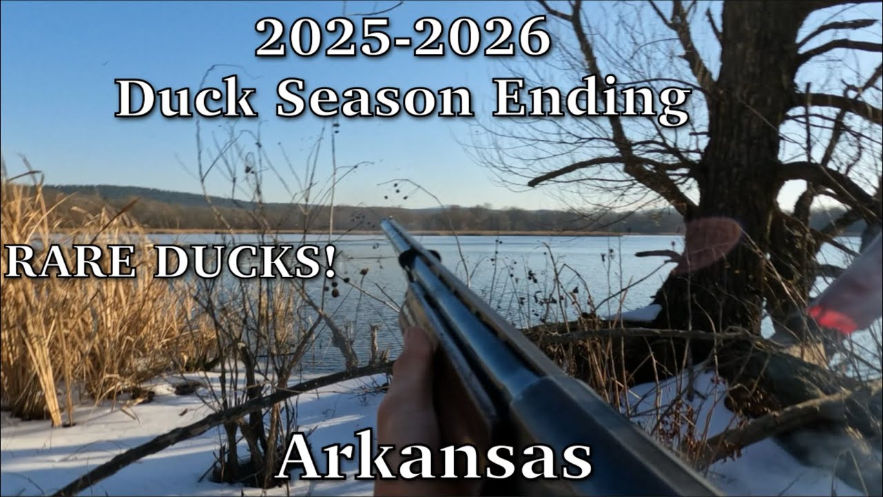 Last Day of Duck Season in Arkansas | LIMITS & Rare Ducks!