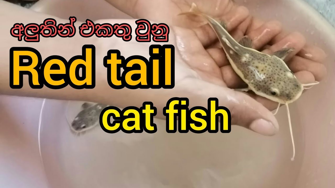 Red tail cat fish sinhala (#redtailcatfish#) Sri lanka රේට් ටේල් කැට් ෆිෂ් සිංහල.