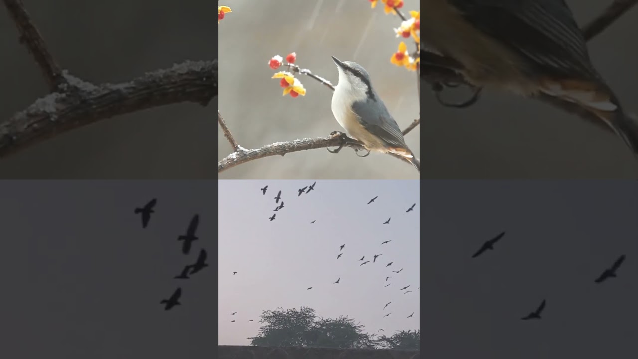 Inyoni