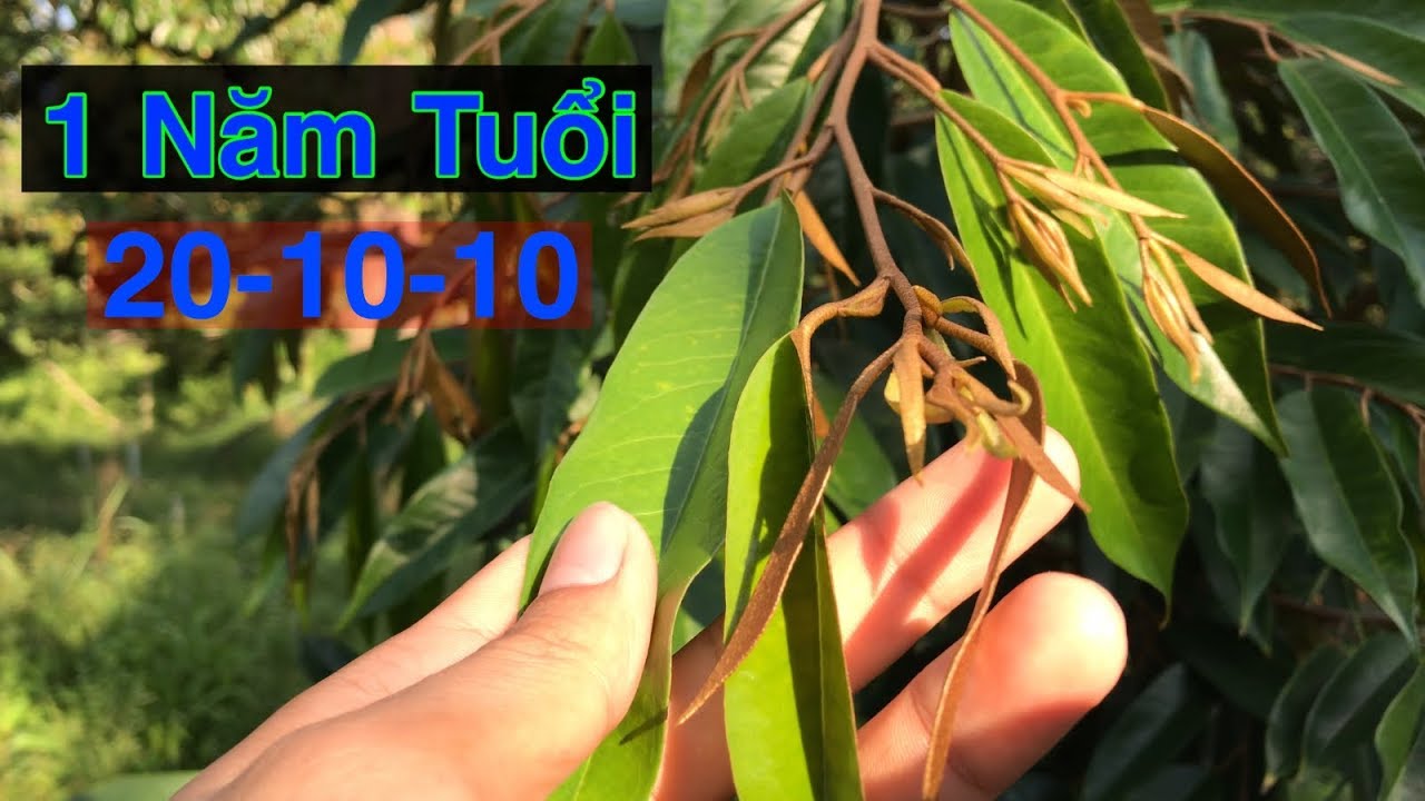 Sầu Riêng Con Trồng 22 Ngày & Bón 20-10-10 Cho Sầu Riêng Lớn | VĐT