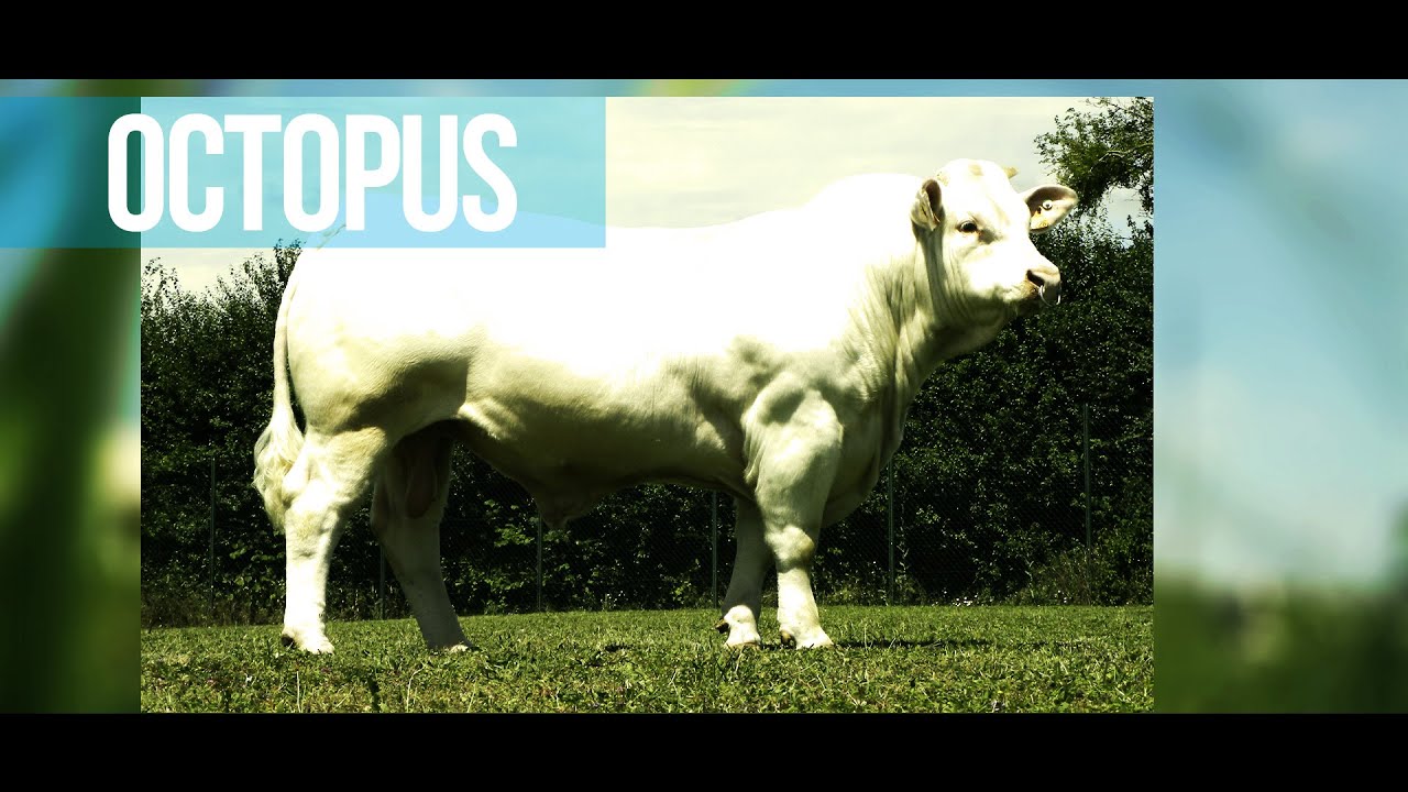OCTOPUS - Croissance rapide et conformation