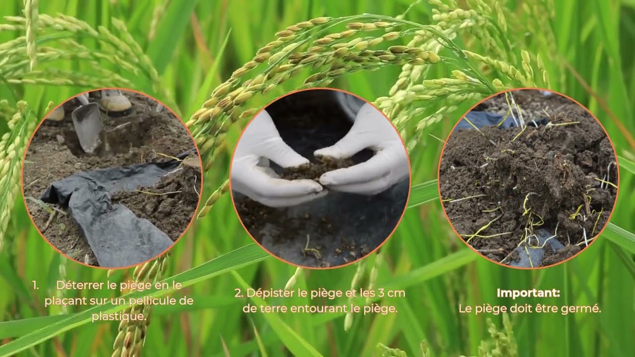 Méthode allégée de dépistage des vers fil de fer VFF par pièges appâts