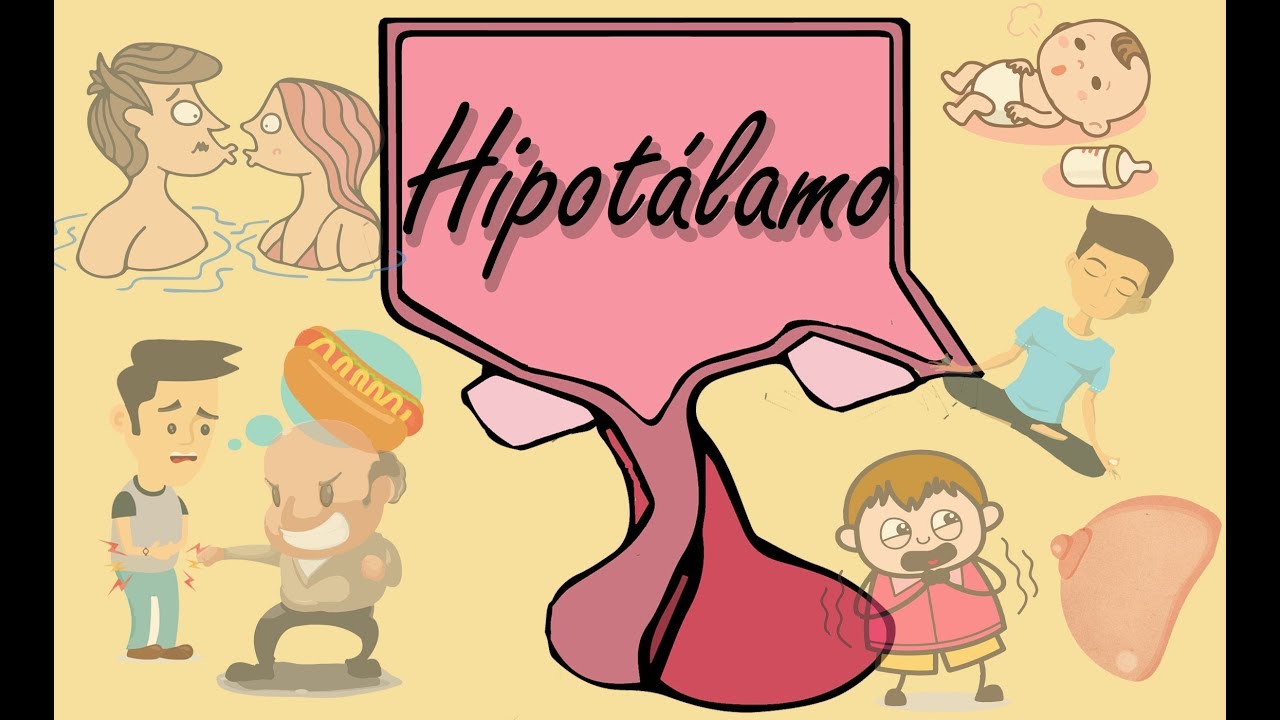 Hipotálamo! Pequeño pero poderoso