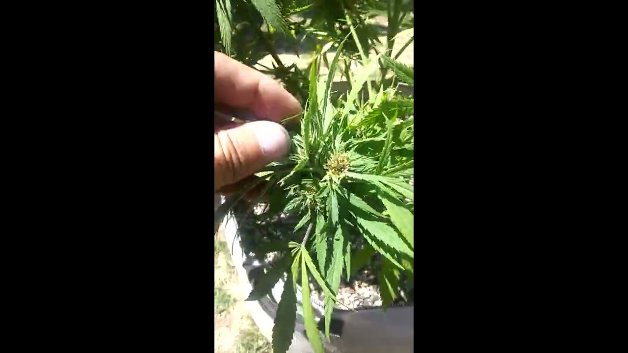 Bud worms in your cannabis plants are your enemy