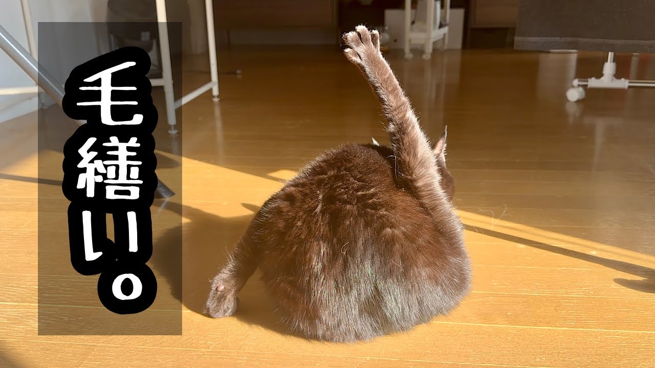 背中の丸みが押しポイントだぞ【白黒猫と毛繕い】