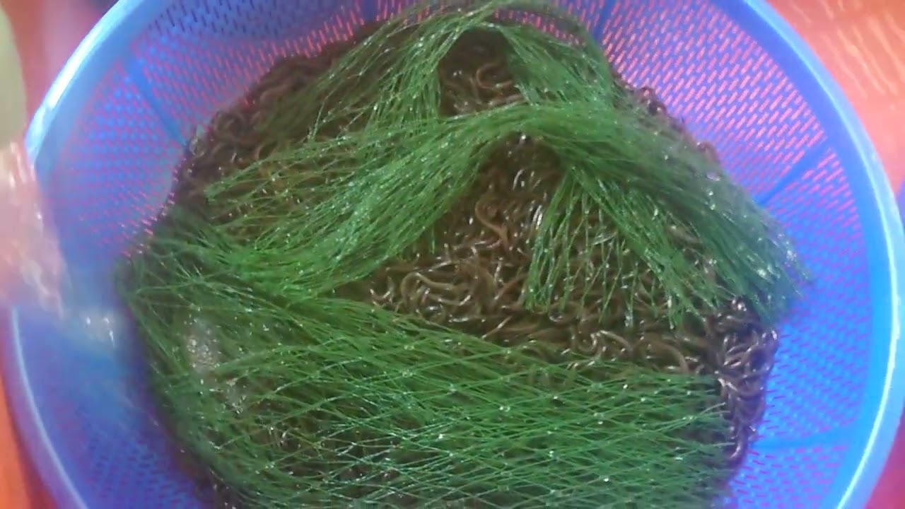 Mô Hình Nuôi Lươn Đồng Tháp Tập 1