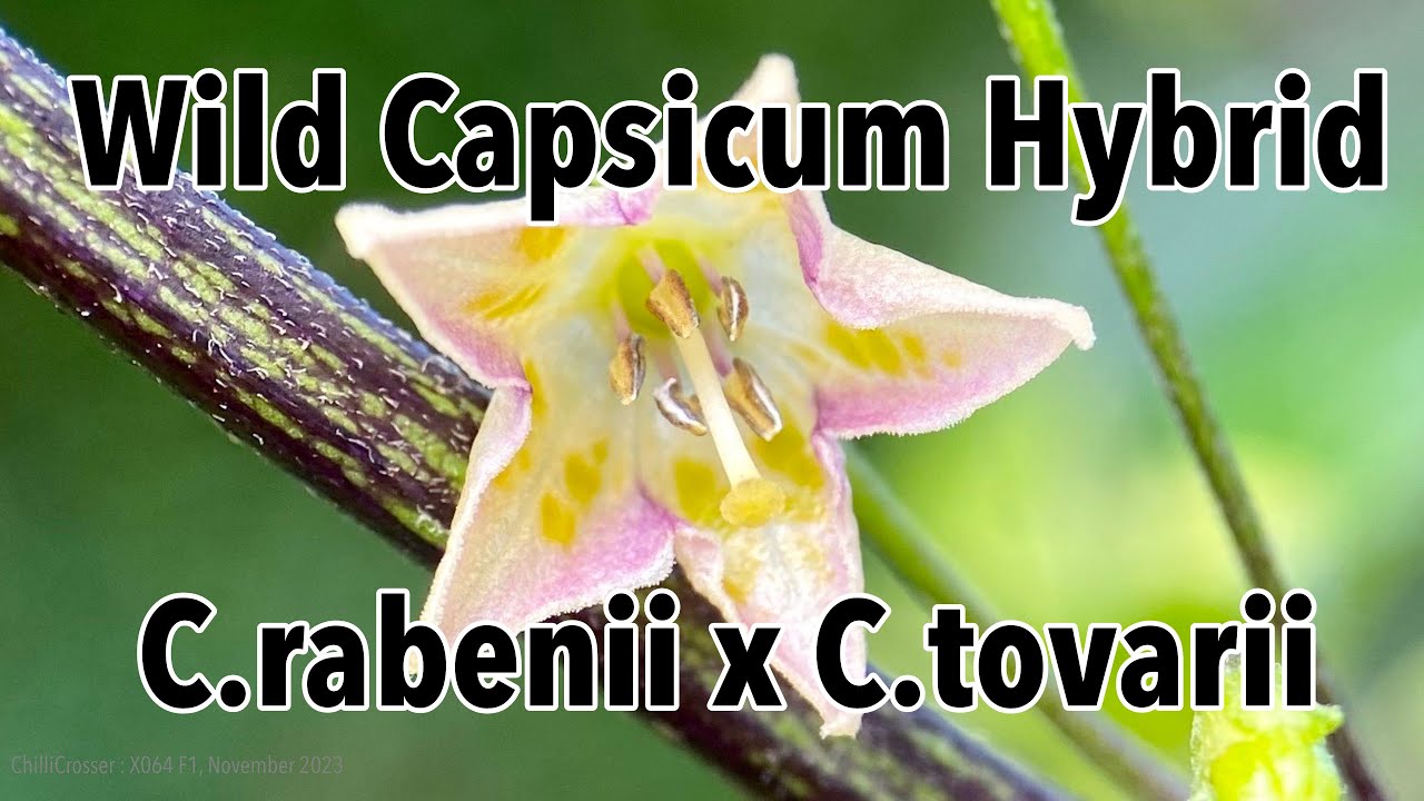 Wild Capsicum Hybrid : C.rabenii x C.tovarii