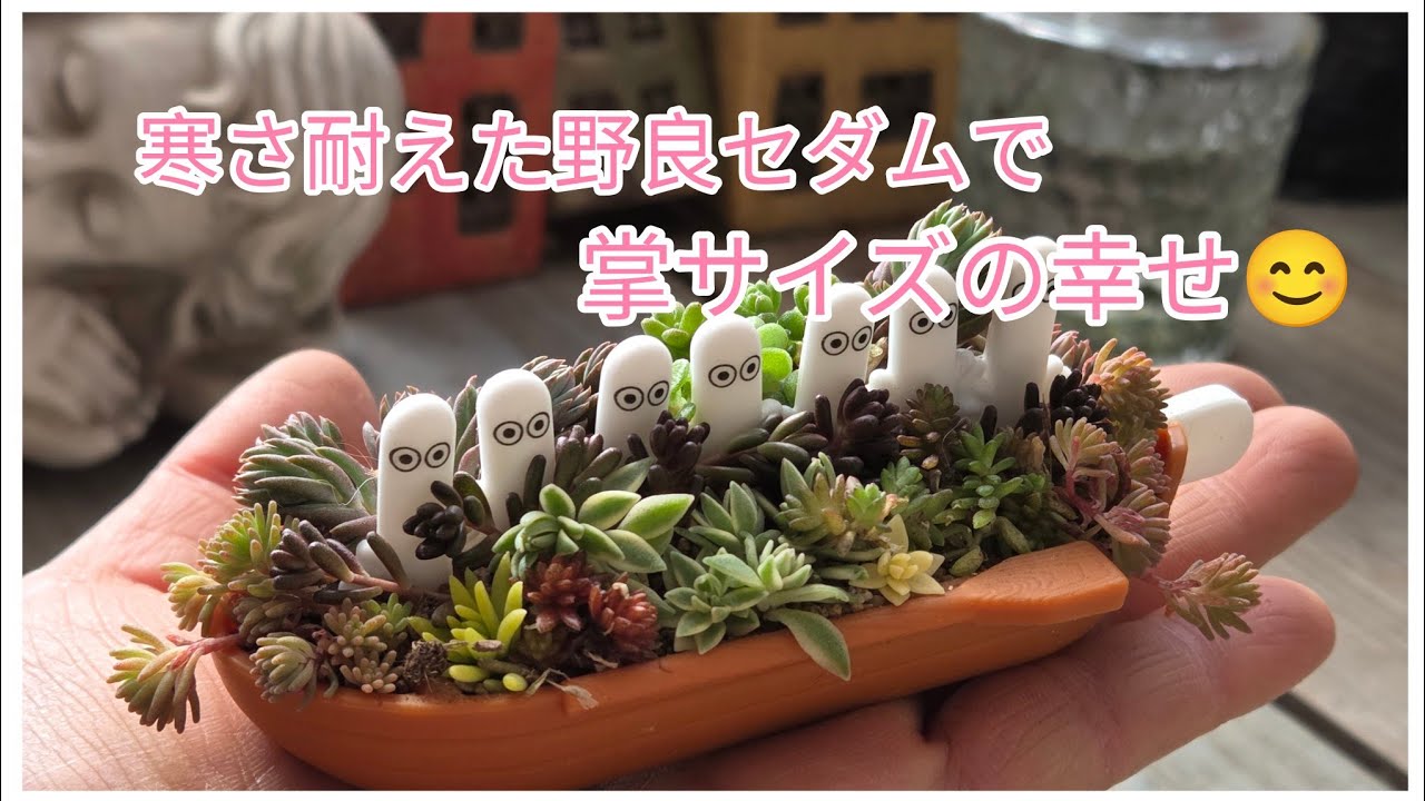 寒さで何も出来ない時に♫マイナス8.7℃を耐えた野良セダムで癒しの寄せ植え💚