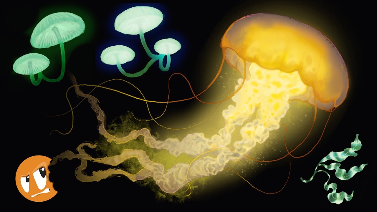 Stream: Bioluminescence