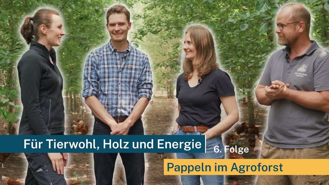 AGROFORST KOMPAKT: Für Tierwohl, Holz und Energie vom eigenen Feld - Pappeln im Agroforst