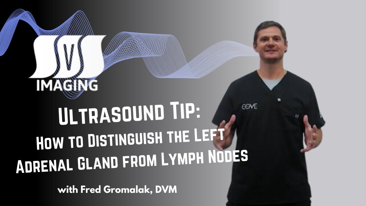 Distinguishing the Left Adrenal Gland from Periaortic Lymph Nodes in Canine Imaging