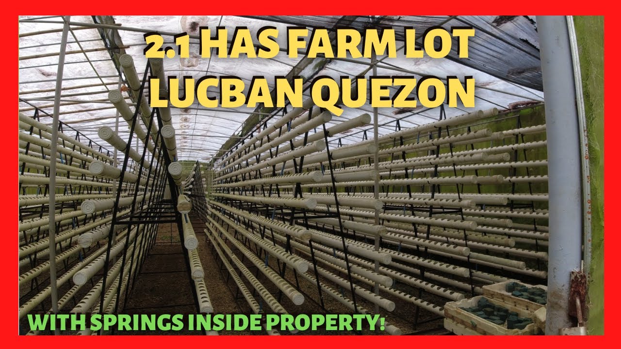2.1 has Farm Land in Lucban Quezon for Sale (Lot Code: 2338)