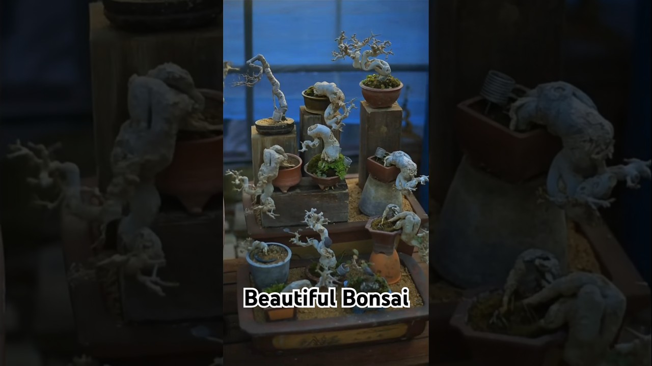 Beautiful mini bonsai #bonsaitree #bonsai #shorts