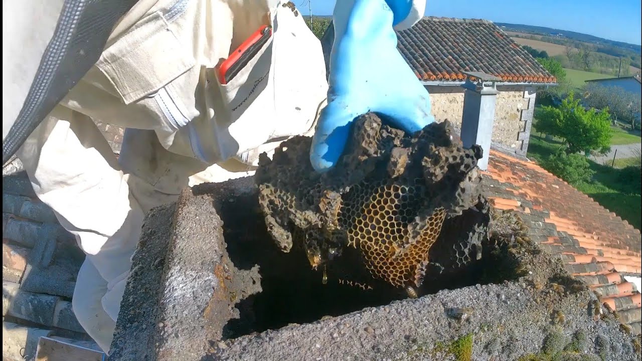 Capture d'essaim d'abeilles dans une cheminée + 3m de brèche LA VIDEO QUE JE VOULAIS TANT PUBLIER !