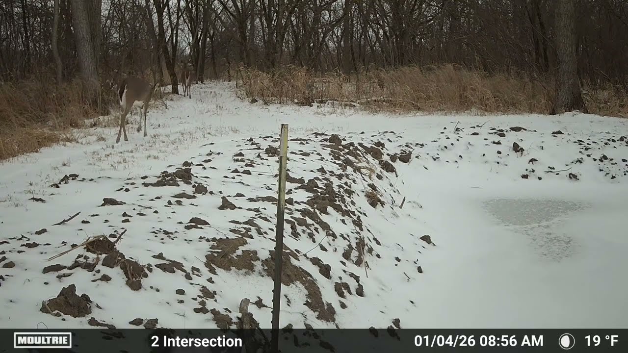 Trail Cameras January 2 to January 9, 2026