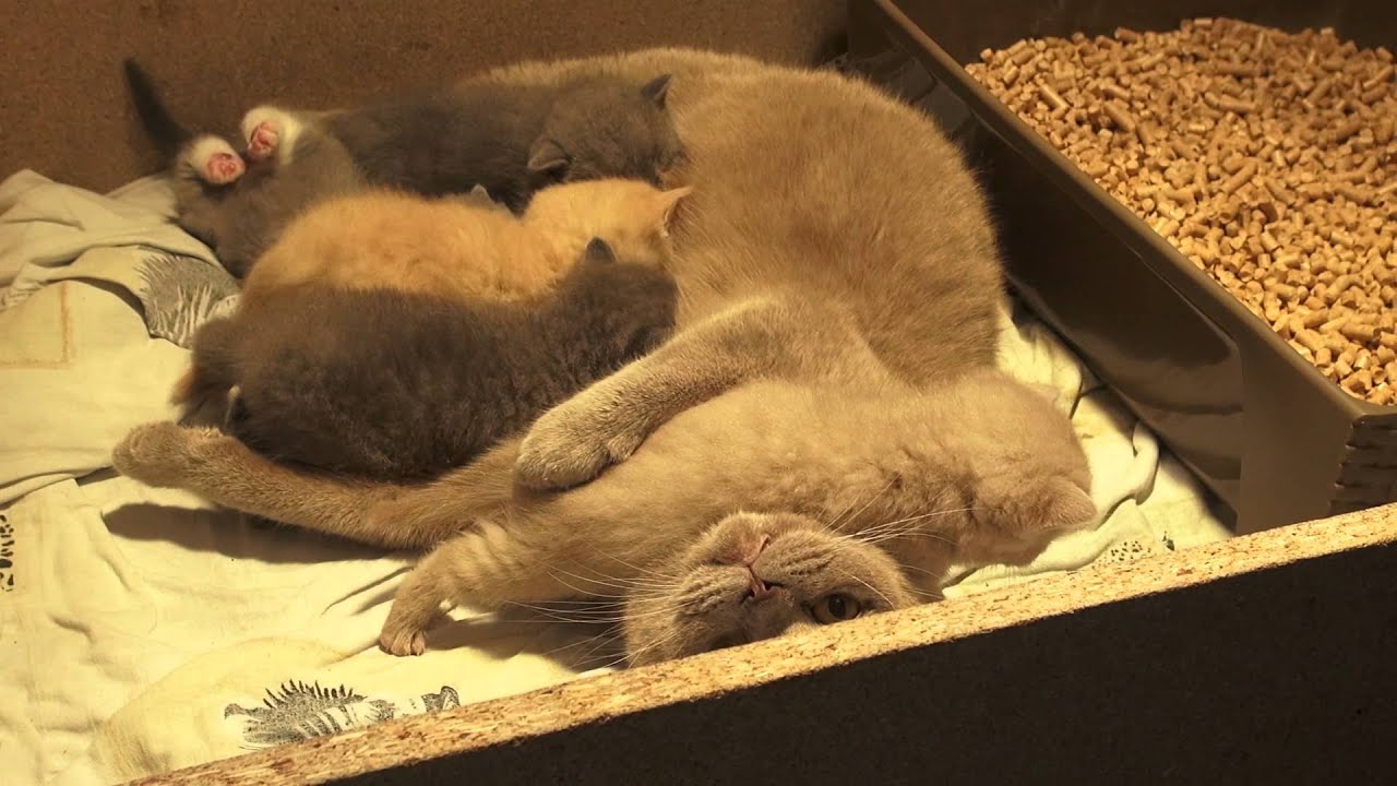 Britse korthaar kittens