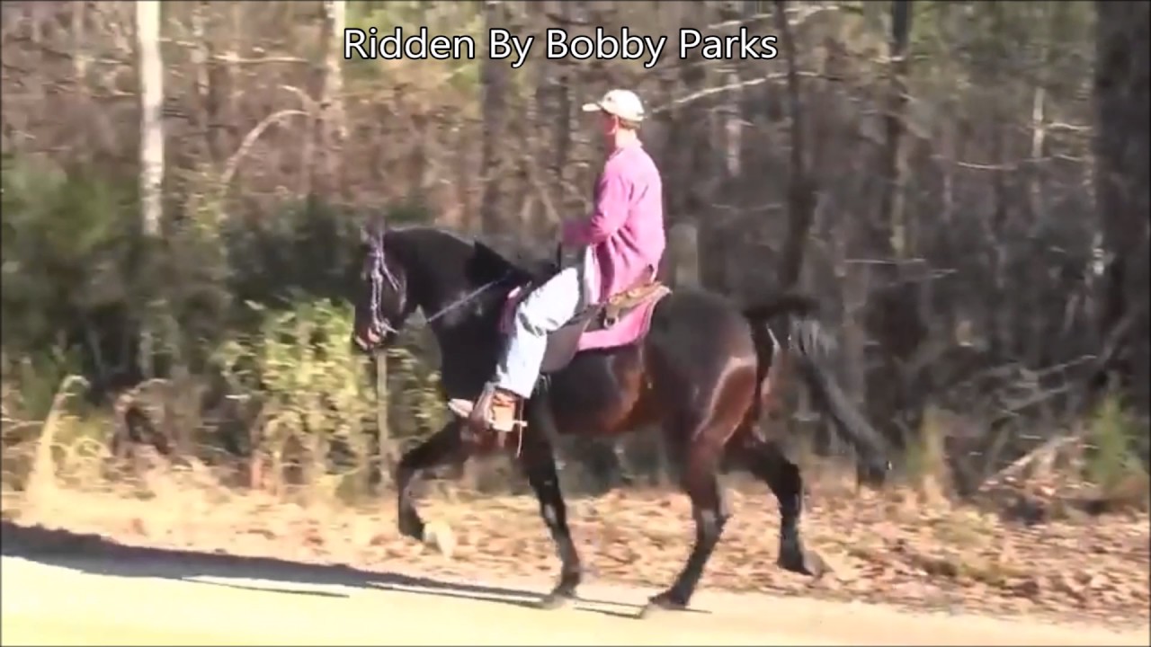 Rowdy Rawhide's Rock - 15.2 h Single-footing Stallion