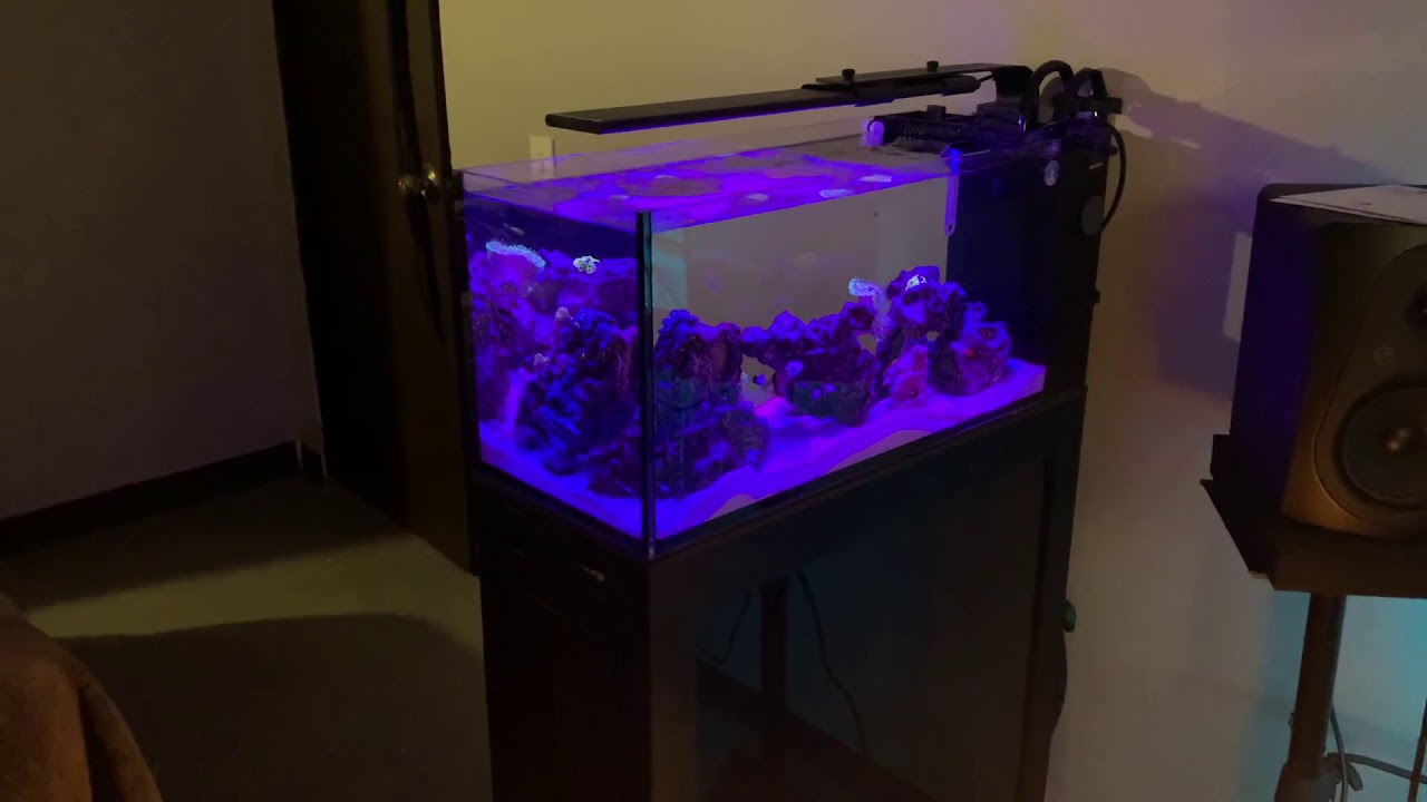 Peninsula 20 APS Stand Soft Coral Reef