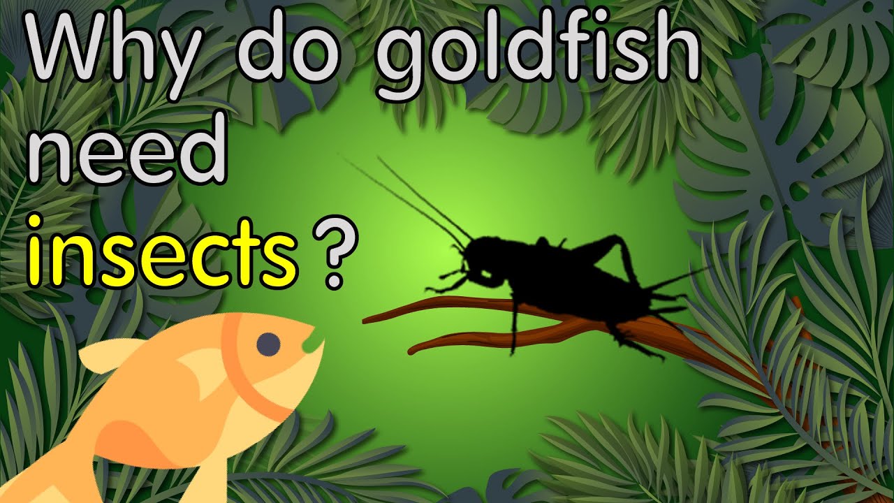 Why do goldfish need insect? [Short Version 01]