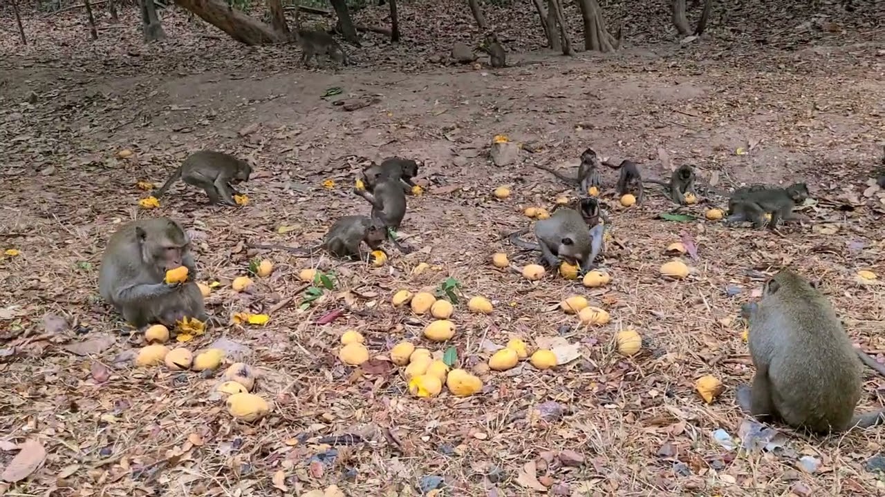 Good food for monkey 🐵🐵🐵🐵