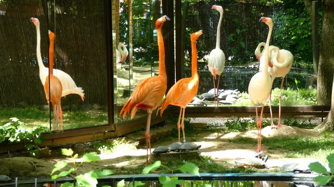 Grădina Zoologică Bucureşti (Varianta Completă)