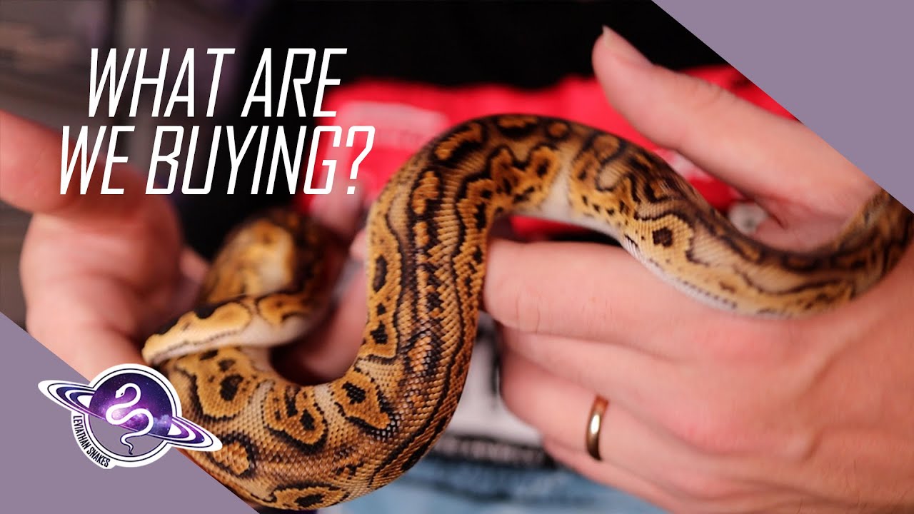 What are We Buying? |  2023 Ball Python Pickups