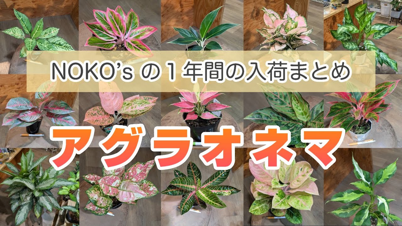 【アグラオネマ】合計○○種類も！？アグラオネマ好きさん必見！１年間の入荷をまとめてみました