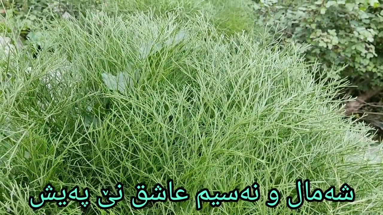 واچە چنوری نەنازوو پەی وەیش ــ ئارمان سەلیمی