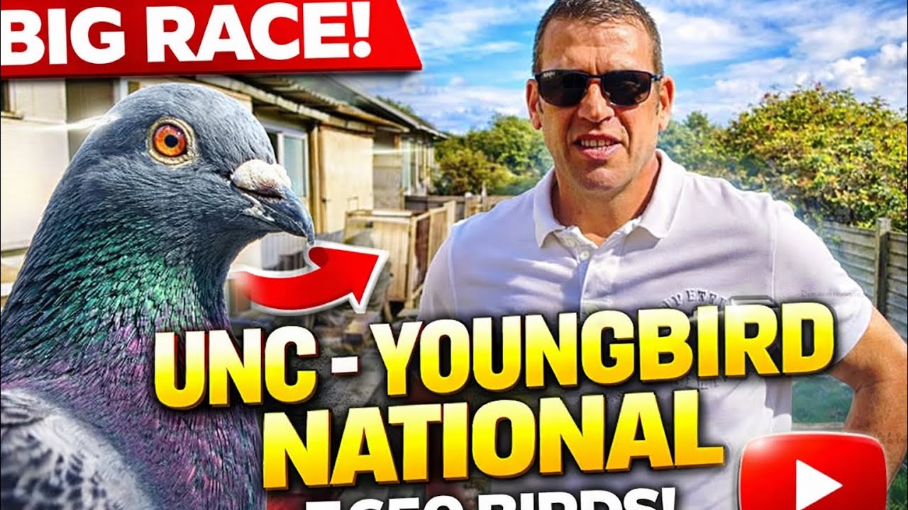UNC YOUNGBIRD NATIONAL(the big one)7.650 birds - plainsfarm hs - racing pigeons 2025
