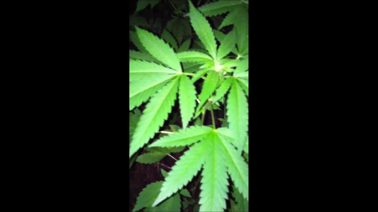 Og13 & blueberry gum outdoor grow