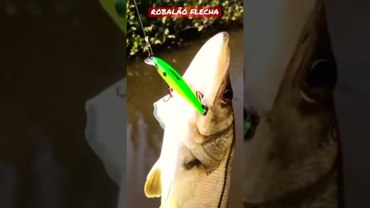 Морской окунь со стрелой | Наживка Savage 65 | Спортивная рыбалка #рыбалка #рыбалка #рыбалка