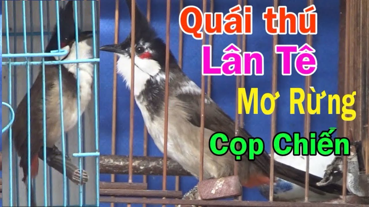 Quái Thú .Lân Tê Mơ Rừng Hàng Hiếm/ Cọp Chiến Bổi Tuyển Hăng Múc Quá Vip Chất Lượng