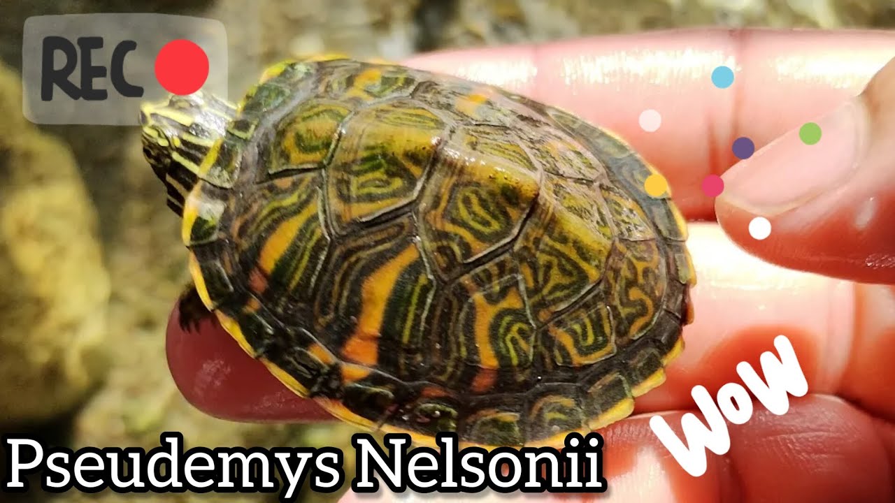 Pseudemys Nelsonii, tortugas de panza roja bebé.🌵🙂🐖
