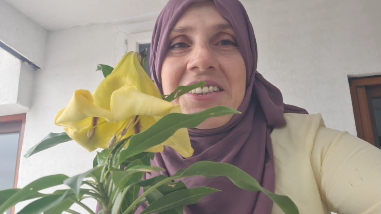 Sarışın Prenses Teşrif Ettiler, Altın Kadeh Sarmaşığı(Solandra Maxima)