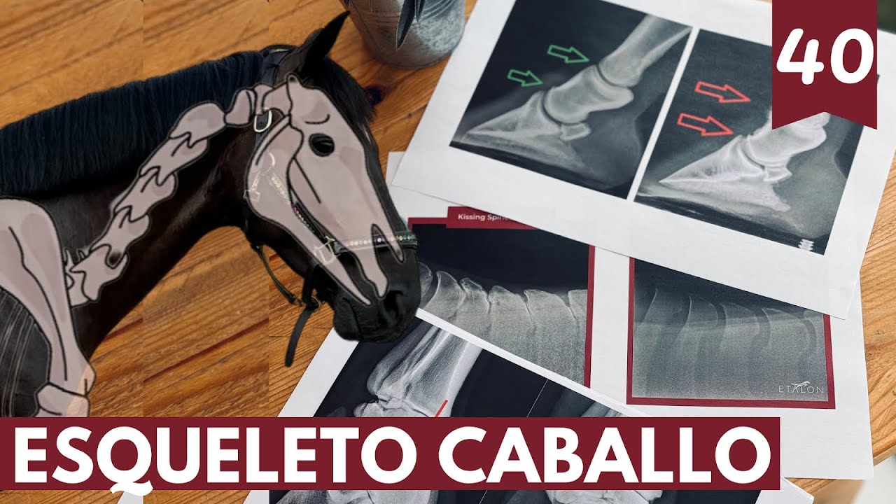 El esqueleto 💀 del caballo 🐴 + identifica las radiografías 🩻 chips, artrosis, kissing spine 🦴