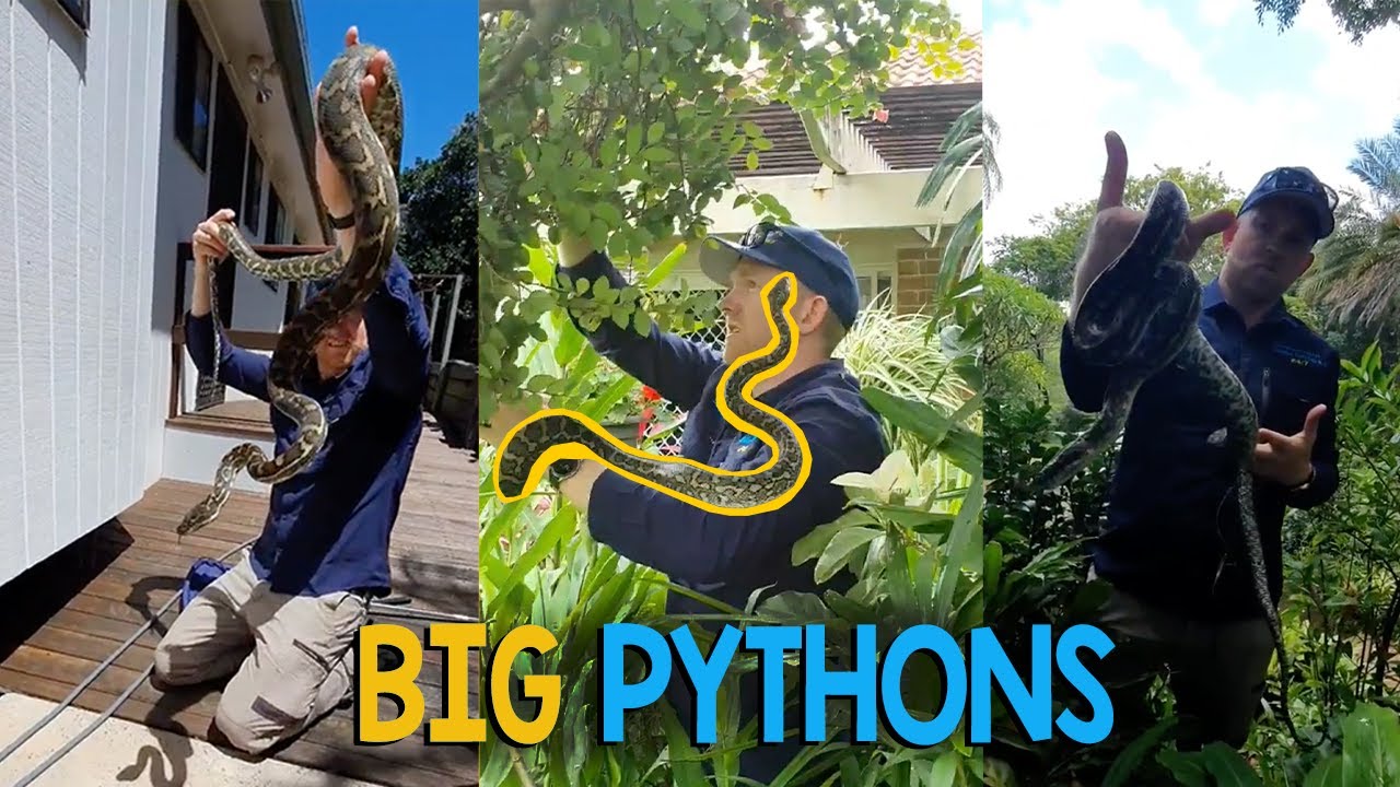 CRAZY BIG PYTHONS!