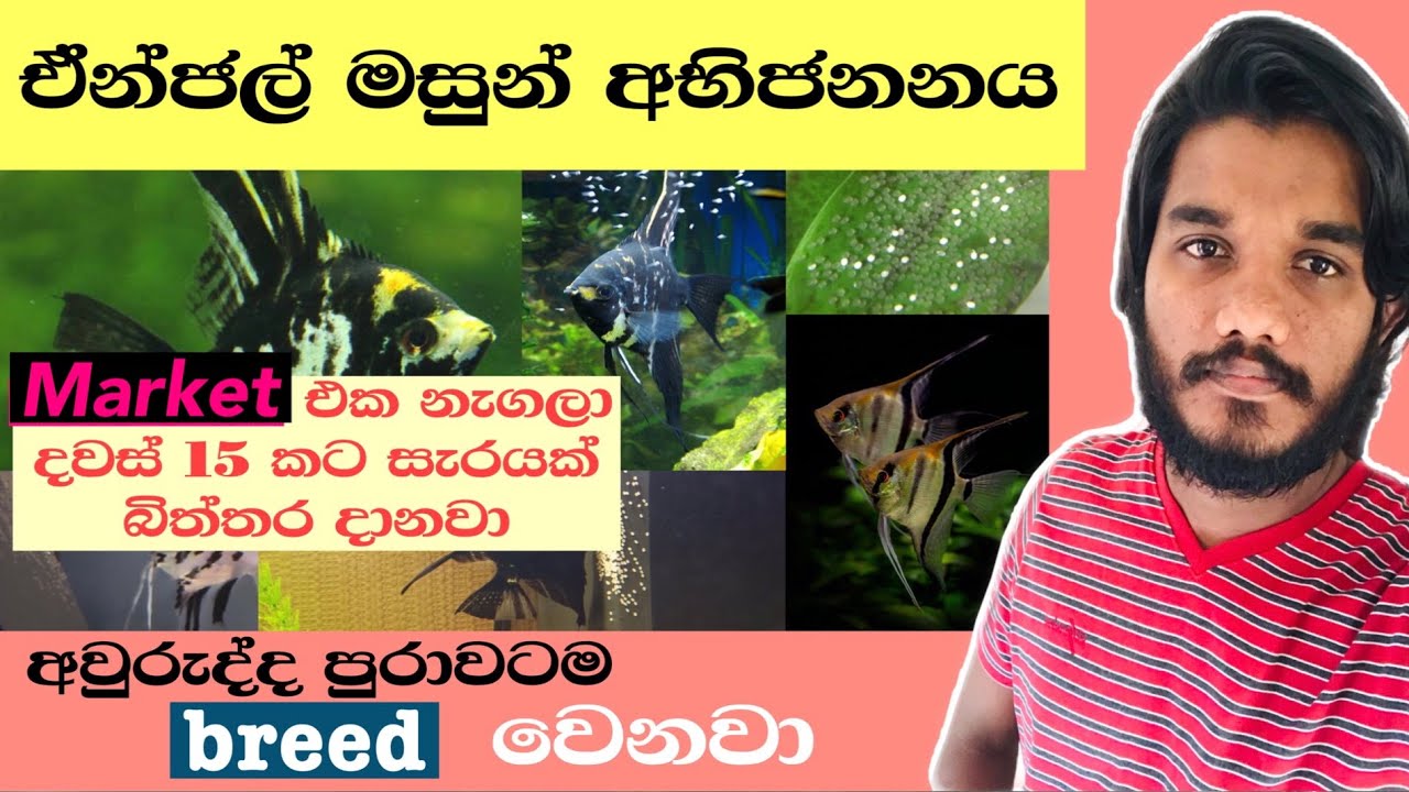 Angel Fish Breeding / ඒන්ජල් මසුන් අභිජනනය
