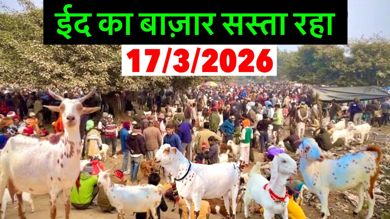 ईद का बाज़ार का रेट 17/3/2026 Taharpur Bakra Mandi Moradabad Up Live Update With Price 17 March 2026