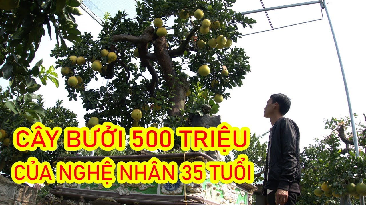 Cây bưởi cảnh được trả giá 500 triệu đồng của nghệ nhân 35 tuổi