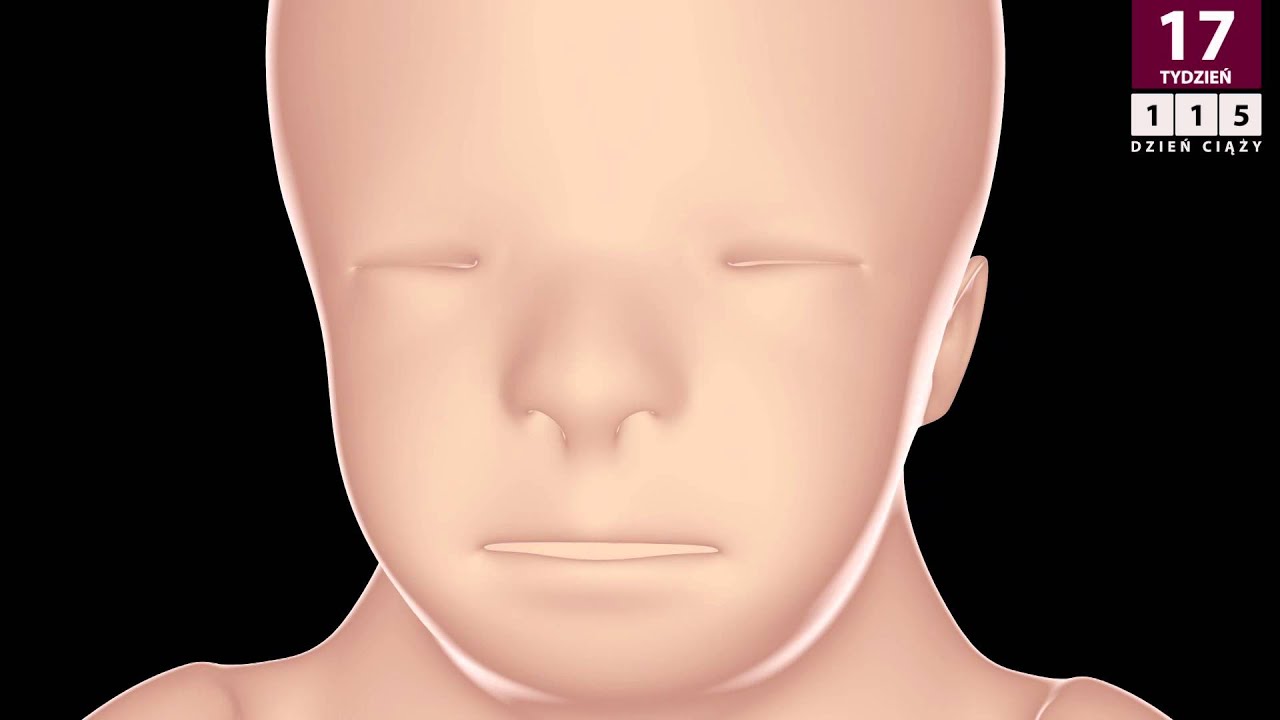 Kalendarz ciąży - 17 tydzień ciąży (19 tydzień od ostatniej miesiączki)