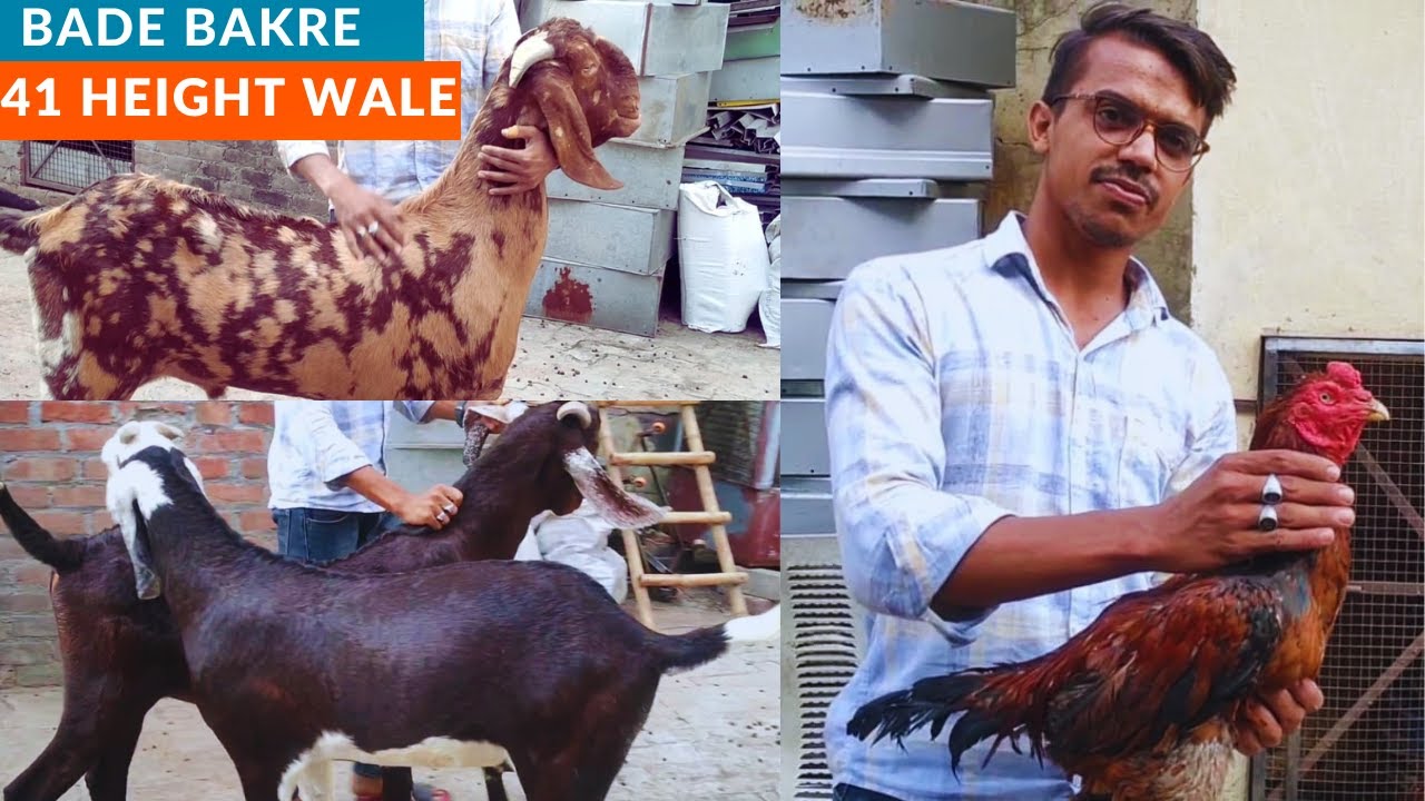 extreme gujri❤️ goat breed collection in delhi |  biggest sirohi bloodline goat😘 in delhi