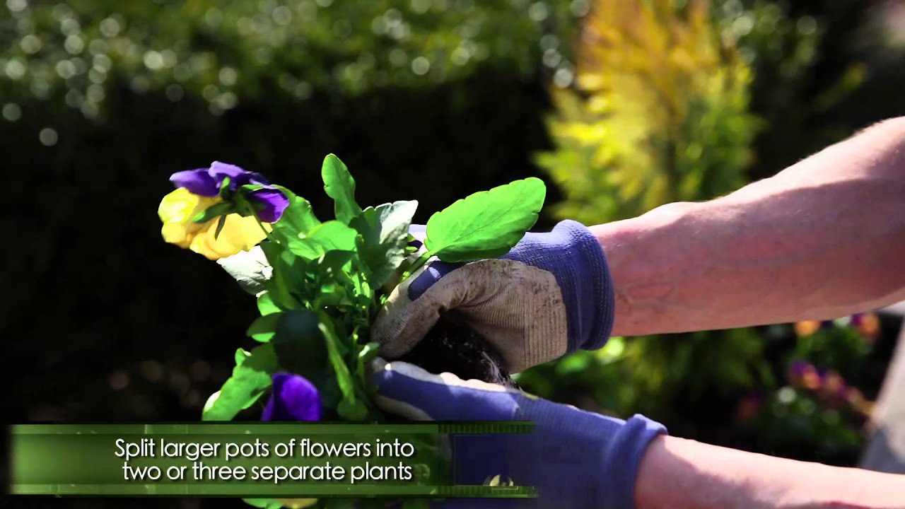 Creating spring containers with pansies and violas